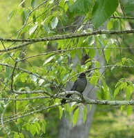 Gray Catbird